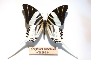 Graphium androcles (Islas Célebes)