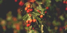 Espino majuelo - Fruto (Crataegus monogyna)