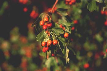 Espino majuelo - Fruto (Crataegus monogyna)