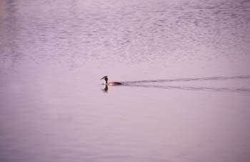 Somormujo lavanco (Podiceps cristatus)
