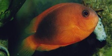 Pez payaso (Amphiprion ephipium)