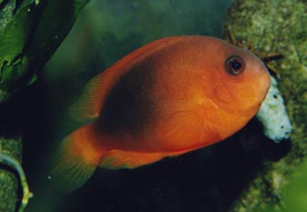Pez payaso (Amphiprion ephipium)