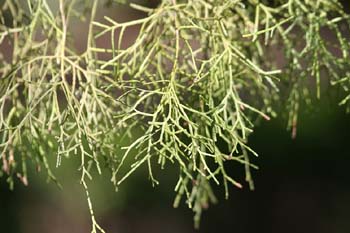 Sabina de Cartagena (Tetraclinis articulata)
