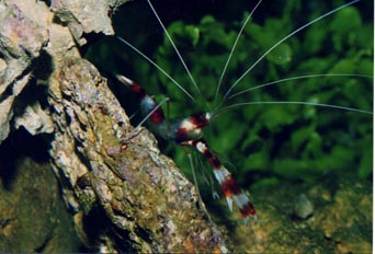 Gamba boxeadora (Stenopus hispidus)