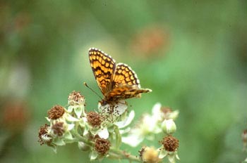 Doncella (Mellicta sp.)