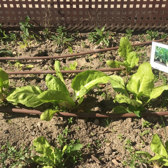 El año hortelano de 4º B 31