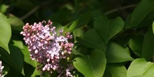 Lilo - Flor (Syringa vulgaris)