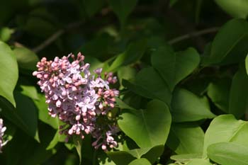 Lilo - Flor (Syringa vulgaris)