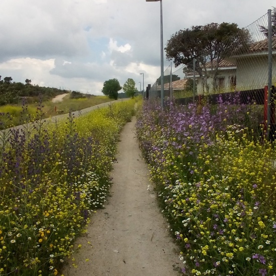 Camino de Santiago 10