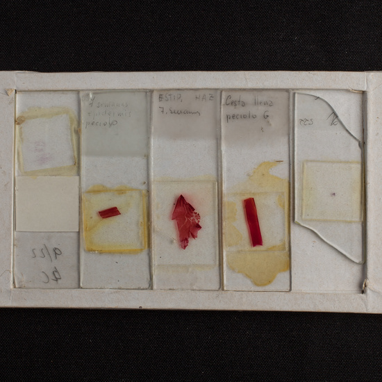 IES_ISABELLACATOLICA_BIOLOGIA_218