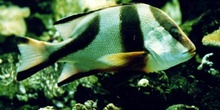 Lutjano (Lutjanus sp.)