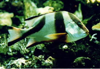 Lutjano (Lutjanus sp.)