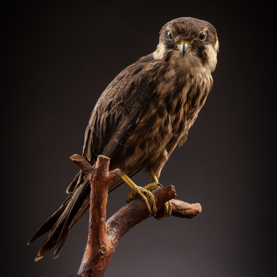 IES_CERVANTES_BIOLOGIA_017