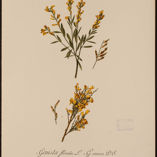 IES_CARDENALCISNEROS_HERBARIO_30 2