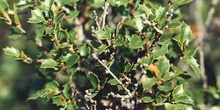 Coscoja / carrasca - Hoja (Quercus coccifera)