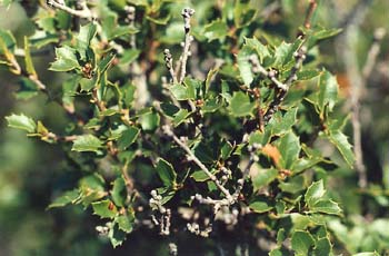 Coscoja / carrasca - Hoja (Quercus coccifera)