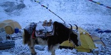 Yaks en campo base