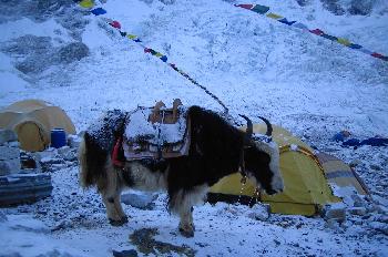 Yaks en campo base