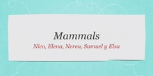 P2_NS Mammals B