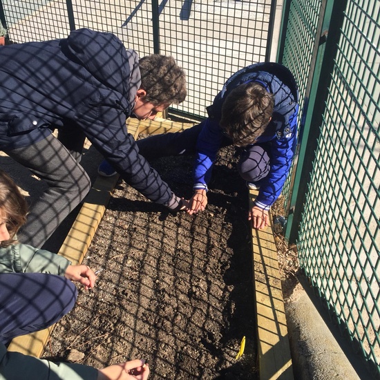 Quinto de Primaria_Taller de Huerto Escolar_CEIP Fernando de los Ríos_Las Rozas 3