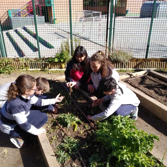 2019_02_24_Quinto termina febrero con las actividades de huerto_CEIP FDLR_Las Rozas_2019 16