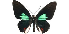 Parides sesostris (Perú)