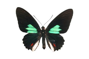 Parides sesostris (Perú)