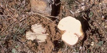 Rhizopogon sp.