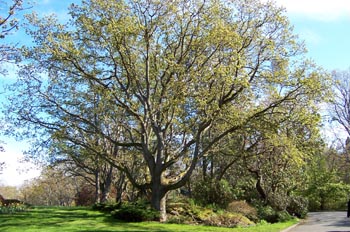 Parque Beacon Hill, Victoria