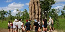 Termitero llamado la catedral por su magnitud, Kakadu, Australia