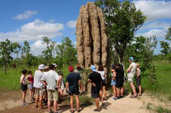 Termitero llamado la catedral por su magnitud, Kakadu, Australia