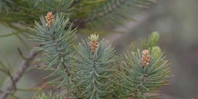 Pino carrasco - Hojas (Pinus halepensis)