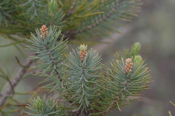 Pino carrasco - Hojas (Pinus halepensis)