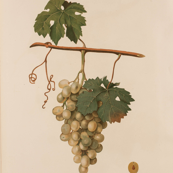 IES_CARDENALCISNEROS_BOTÁNICA_II_LÁMINAS_103