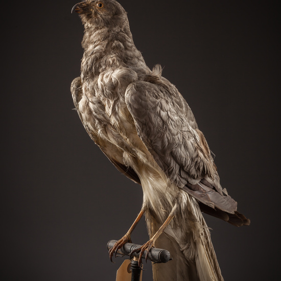 IES_SANISIDRO_BIOLOGIA_106