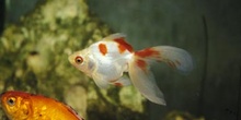 Riuki (Carassius auratus)