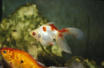 Riuki (Carassius auratus)