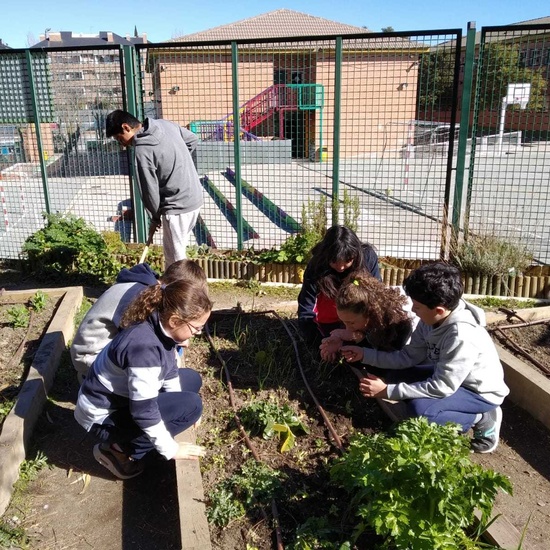 2019_02_24_Quinto termina febrero con las actividades de huerto_CEIP FDLR_Las Rozas_2019 14