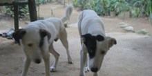 Perros de Quilombo, Sao Paulo, Brasil