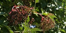 Saúco - Frutos (Sambucus nigra)