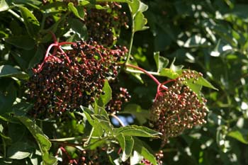 Saúco - Frutos (Sambucus nigra)