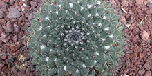 Mammillaria kewensis