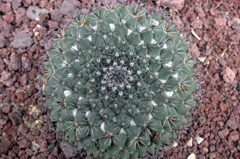 Mammillaria kewensis