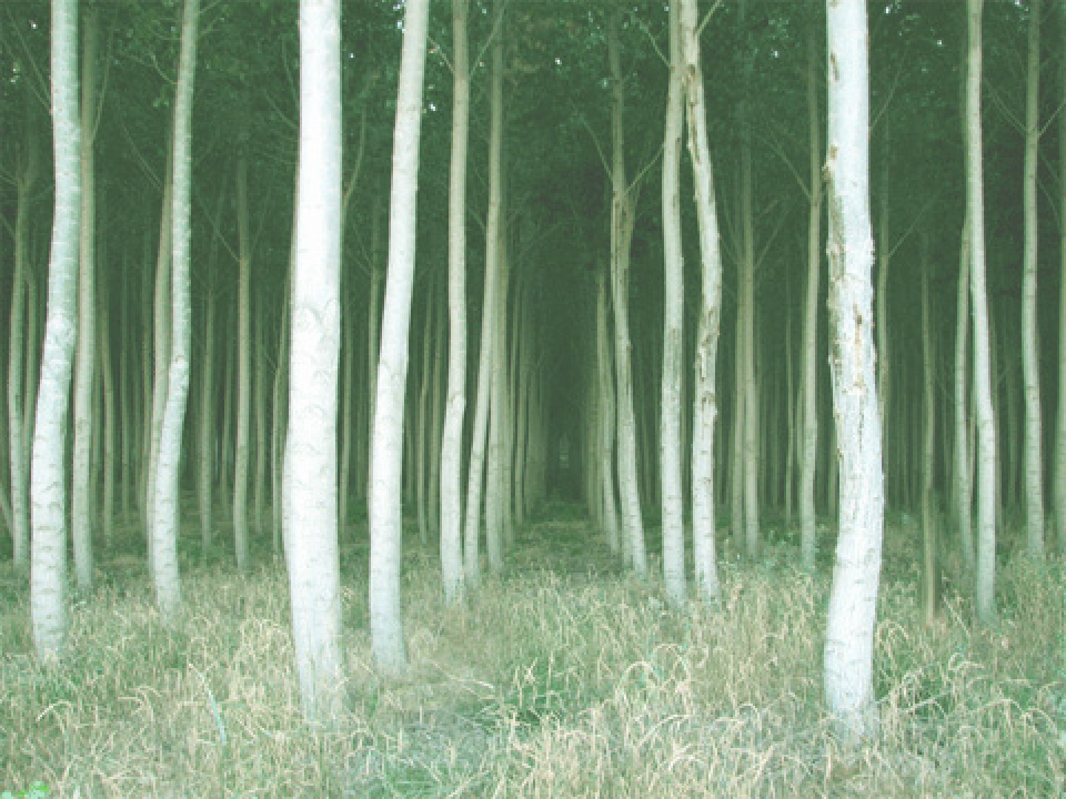 Scratch vs Nano ball fight