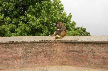 Mono en el Templo de los Monos, Katmandú, Nepal