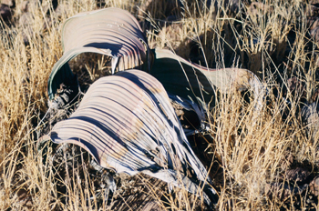 Planta de Welwitschia, Namibia