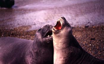 Lobos marinos del Sur, Argentina