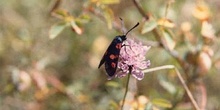 Zigena (Zygaena sp,)