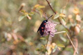 Zigena (Zygaena sp,)