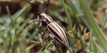 Longicornio zapador (Dorcadion guilianii)